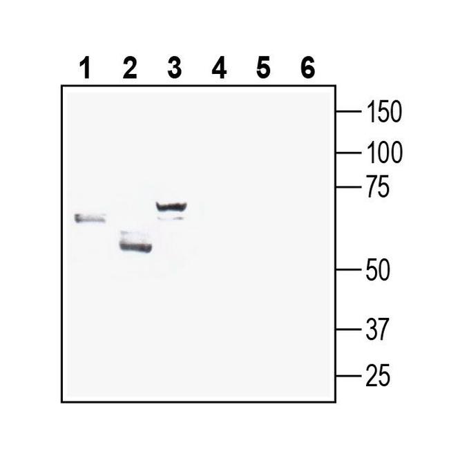 GLUT8 (extracellular) Antibody in Western Blot (WB)