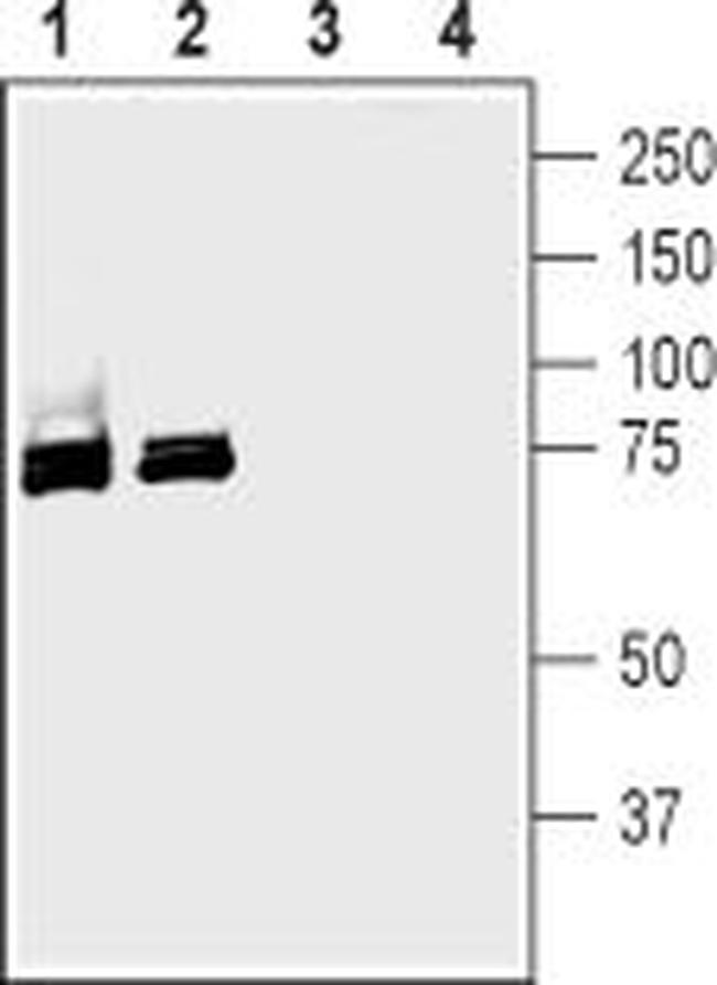 SGLT1 (extracellular) Antibody in Western Blot (WB)