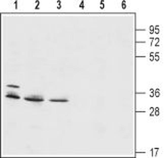 HVCN1 Antibody in Western Blot (WB)