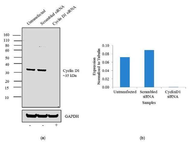 Cyclin D1 Antibody in Western Blot (WB)