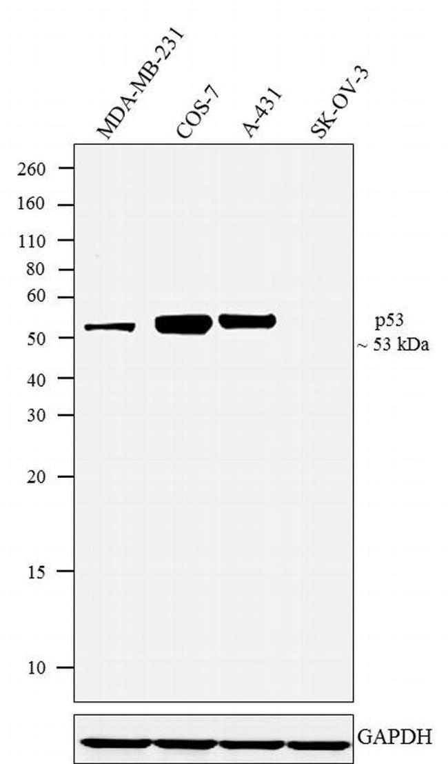 p53 Antibody in Western Blot (WB)