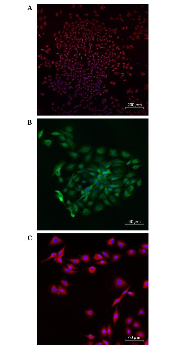 p53 Antibody in Immunocytochemistry (ICC/IF)