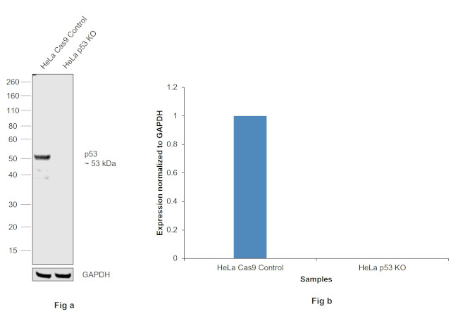 p53 Antibody