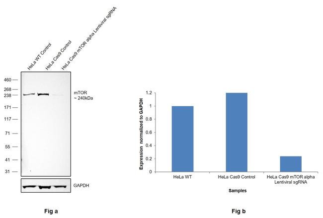 mTOR Antibody in Western Blot (WB)