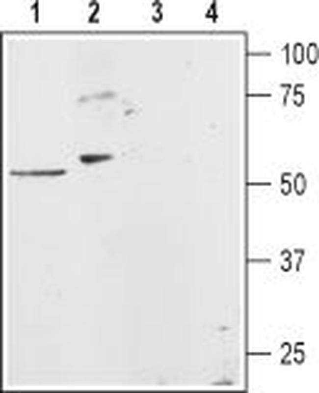 Histamine H1 Receptor (HRH1) Antibody in Western Blot (WB)