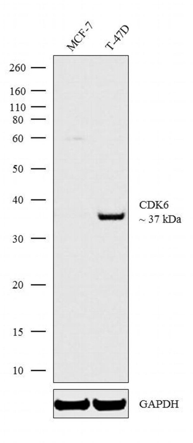 CDK6 Antibody