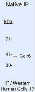 CDK6 Antibody in Immunoprecipitation (IP)