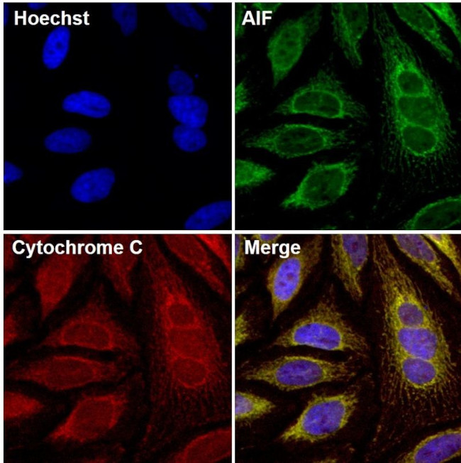 AIF Antibody in Immunocytochemistry (ICC/IF)