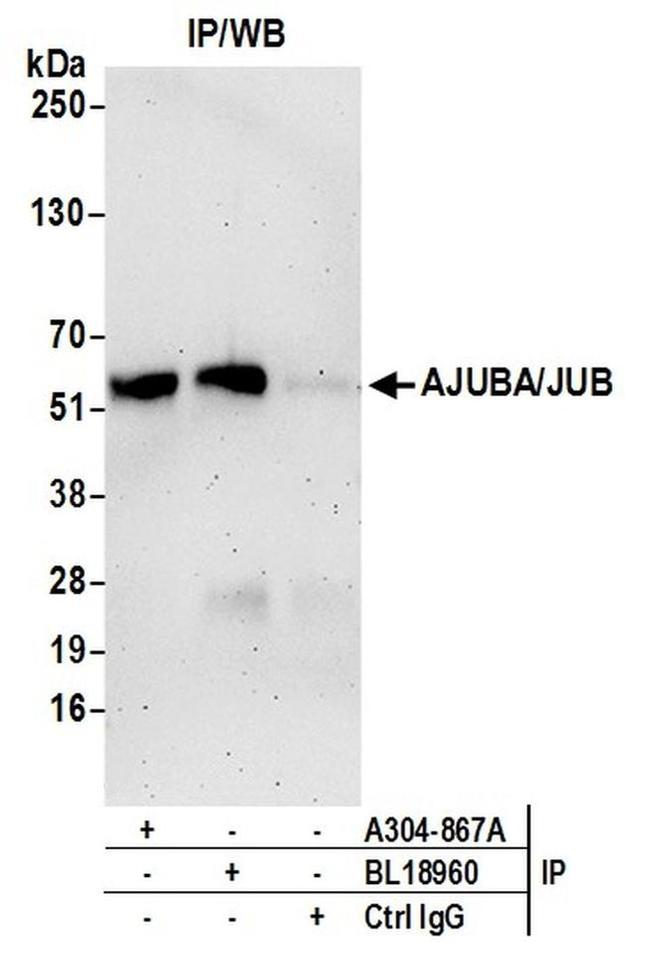 AJUBA/JUB Antibody in Western Blot (WB)