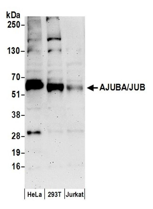 AJUBA/JUB Antibody in Western Blot (WB)