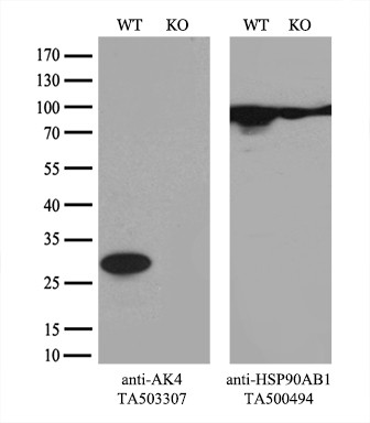 AK4 Antibody