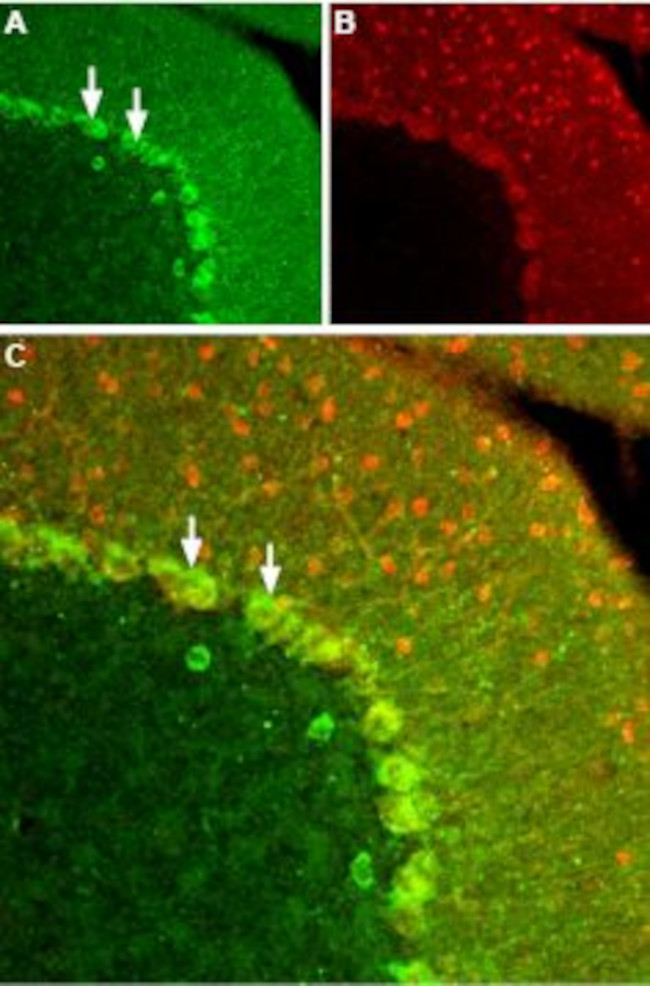 KISS1 Receptor (GPR54) (extracellular) Antibody in Immunohistochemistry (Frozen) (IHC (F))