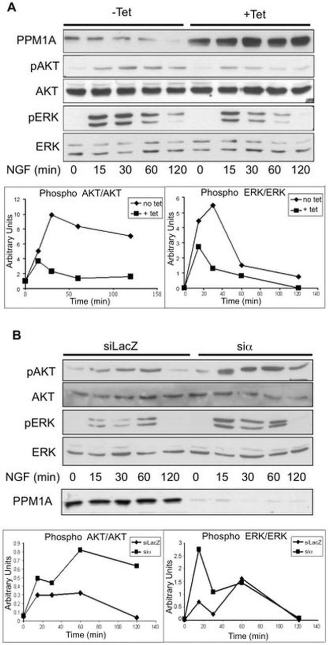 Phospho-AKT1 (Ser473) Antibody in Western Blot (WB)