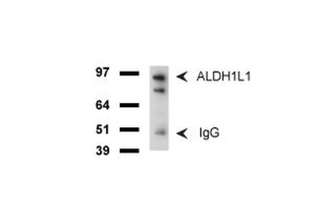 ALDH1L1 Antibody in Western Blot (WB)