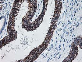 ALDH3A2 Antibody in Immunohistochemistry (Paraffin) (IHC (P))