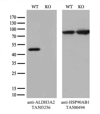 ALDH3A2 Antibody