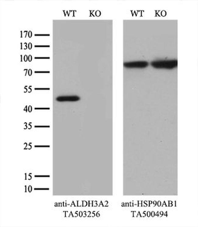 ALDH3A2 Antibody in Western Blot (WB)