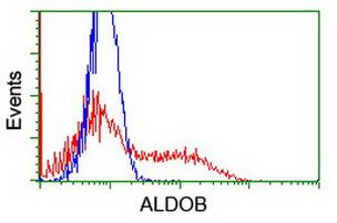 ALDOB Antibody in Flow Cytometry (Flow)