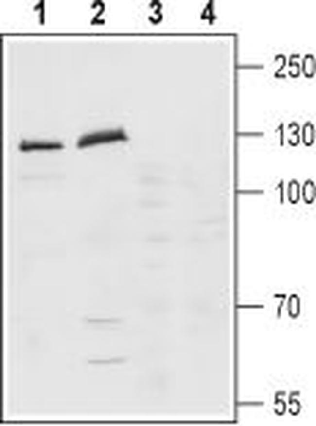 Latrophilin-1 (LPHN1) (extracellular) Antibody in Western Blot (WB)