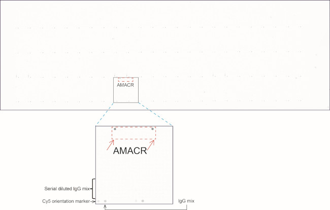 AMACR Antibody in Peptide array (ARRAY)