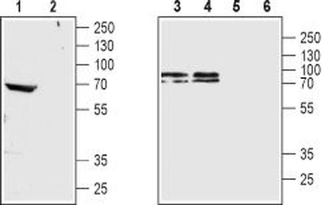 CHRM4 Antibody in Western Blot (WB)
