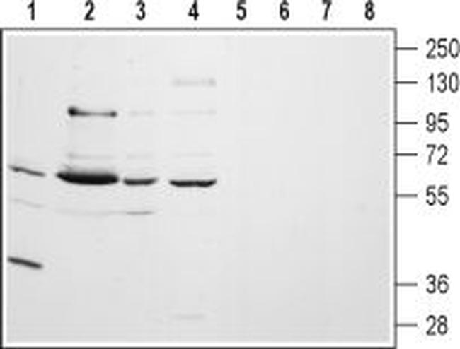 CHRM5 (extracellular) Antibody in Western Blot (WB)