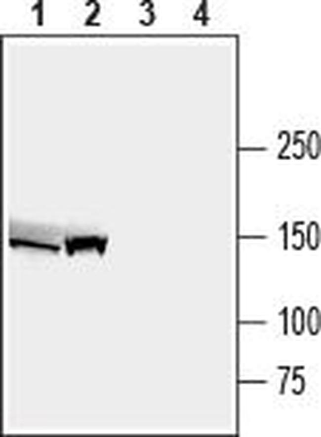 ABCB4/MDR3 Antibody in Western Blot (WB)