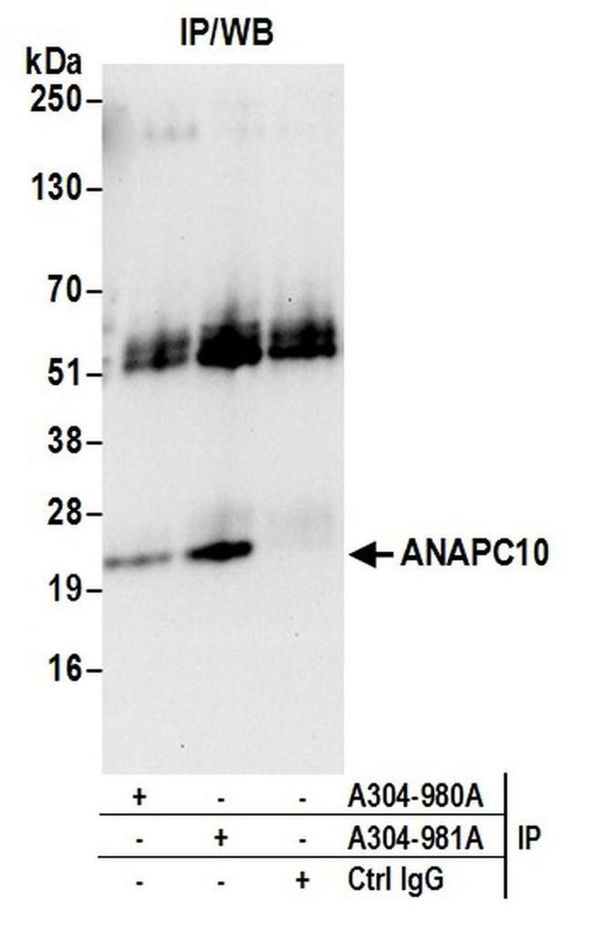 ANAPC10/APC10 Antibody in Western Blot (WB)