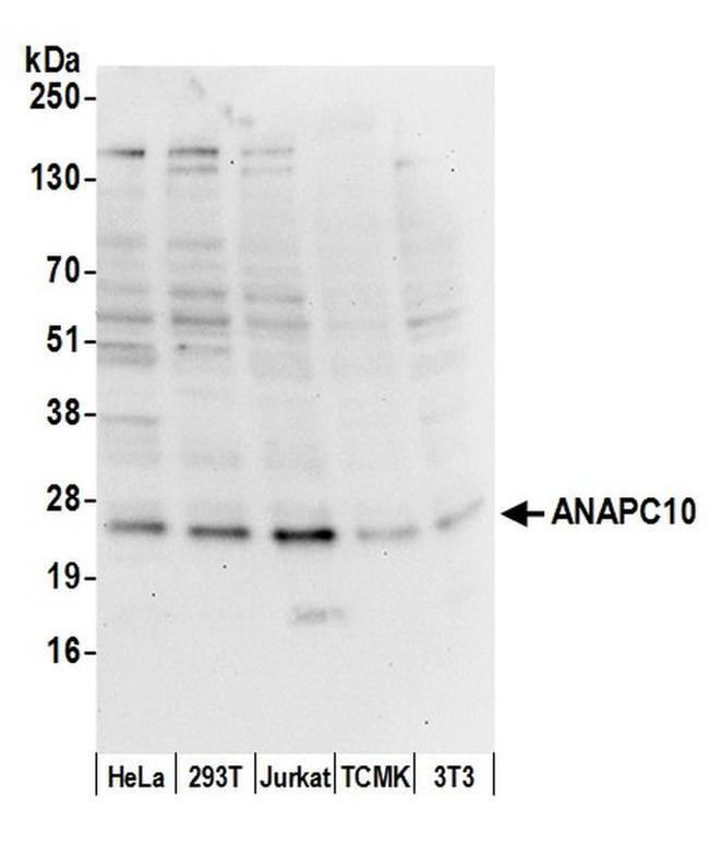 ANAPC10/APC10 Antibody in Western Blot (WB)