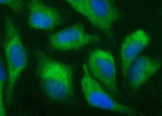 ANAPC11 Antibody in Immunocytochemistry (ICC/IF)