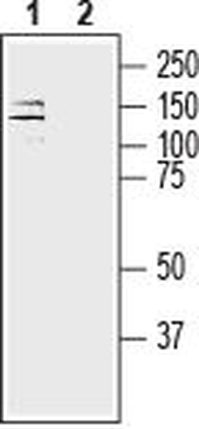 Alpha 3 Na+/K+ ATPase Antibody in Western Blot (WB)