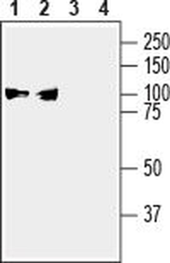 Alpha 3 Na+/K+ ATPase Antibody in Western Blot (WB)