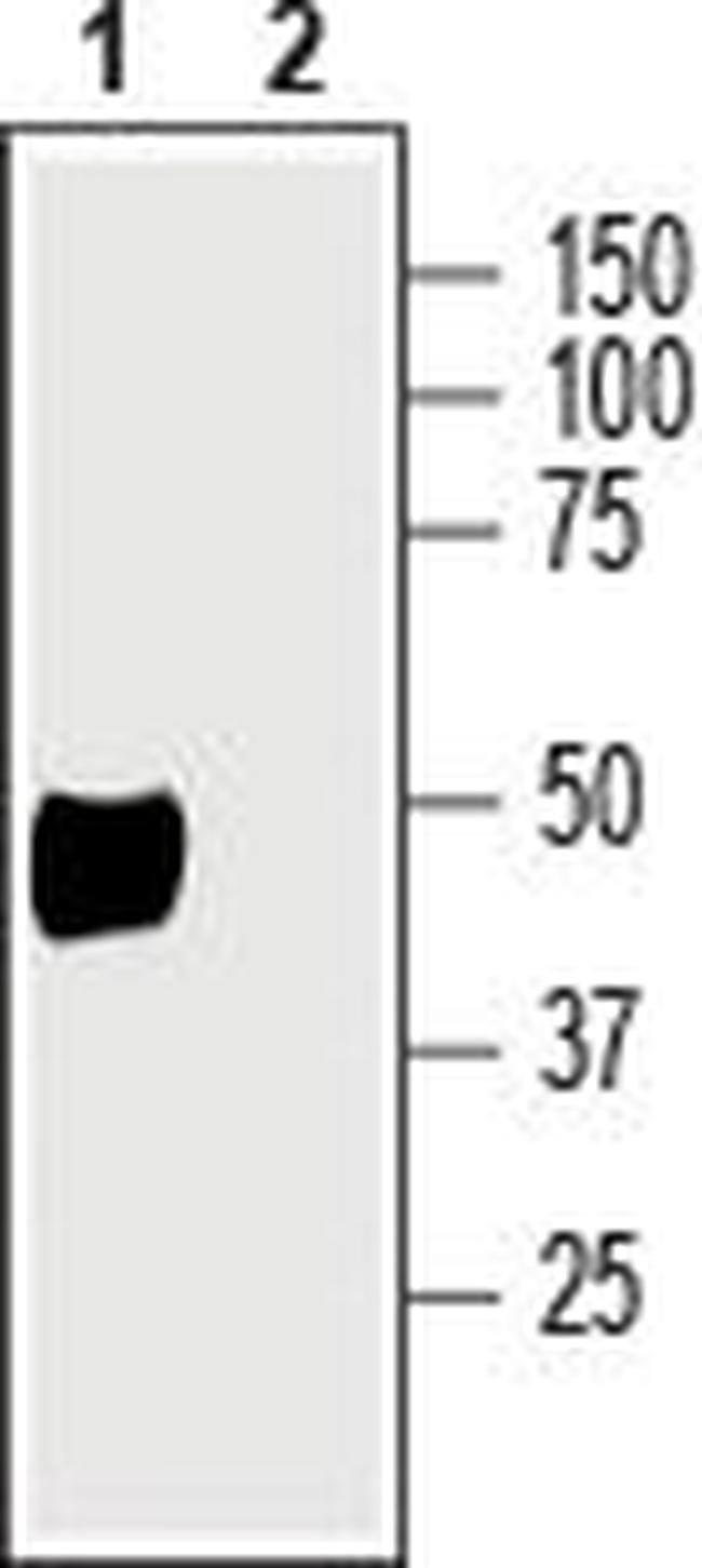 Beta 2 Na+/K+ ATPase (extracellular) Antibody in Western Blot (WB)