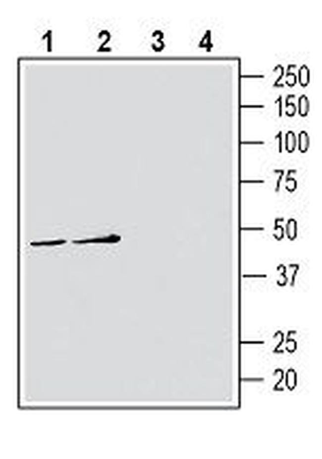 ATP1B3 (extracellular) Antibody in Western Blot (WB)