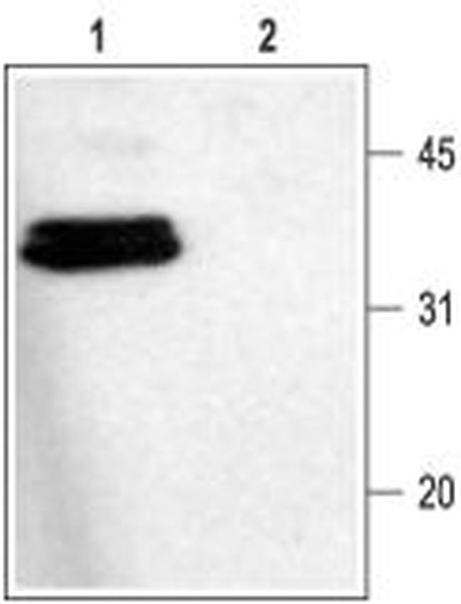 Syntaxin 1 Antibody in Western Blot (WB)