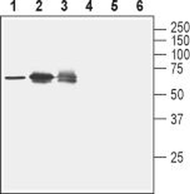 Nectin-2/PVRL2 (extracellular) Antibody in Western Blot (WB)