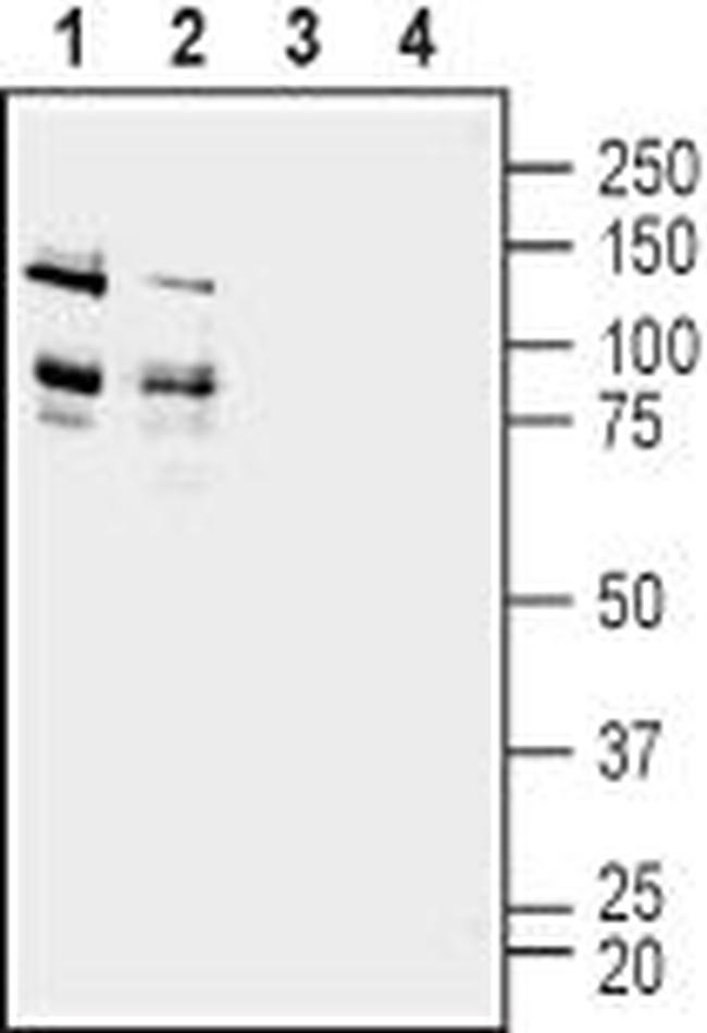 ADAM22 (extracellular) Antibody in Western Blot (WB)