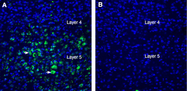 LRRTM2 (extracellular) Antibody in Immunohistochemistry (Frozen) (IHC (F))