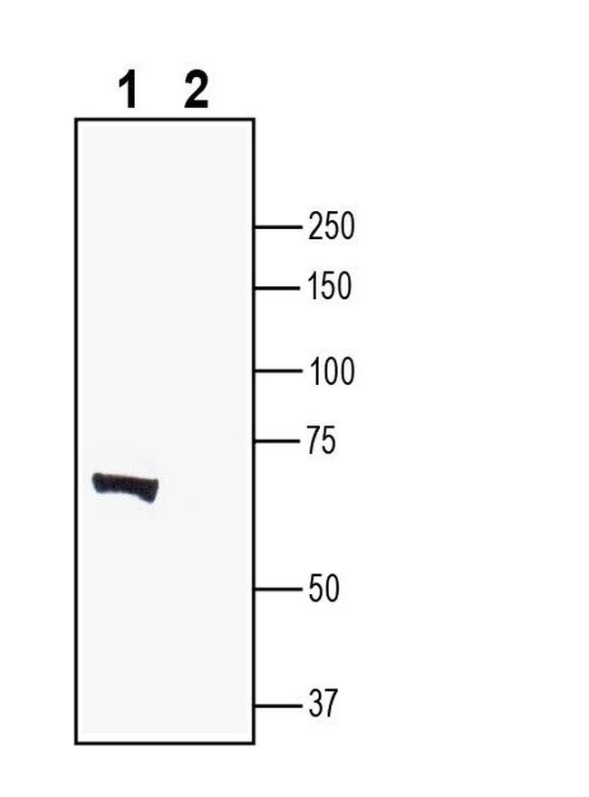 LRRTM2 (extracellular) Antibody in Western Blot (WB)