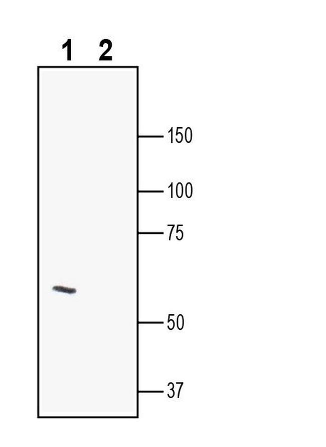 LRRTM2 (extracellular) Antibody in Western Blot (WB)