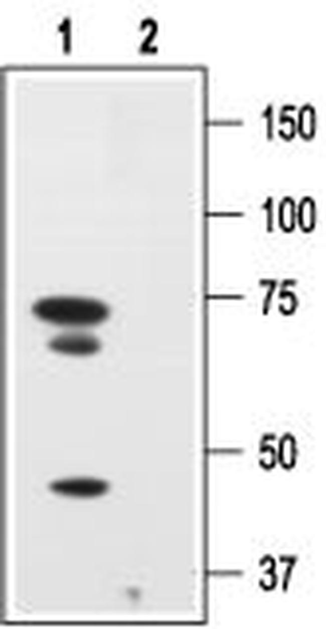 p75 NGF Receptor (extracellular) Antibody in Western Blot (WB)