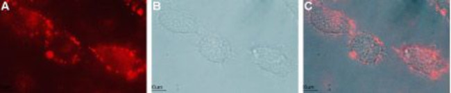 GFR alpha 1 (extracellular) Antibody in Immunocytochemistry (ICC/IF)
