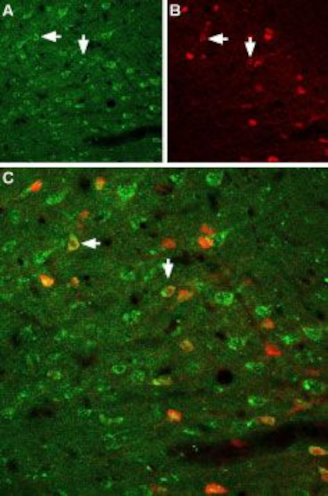 GFR alpha 1 (extracellular) Antibody in Immunohistochemistry (Frozen) (IHC (F))