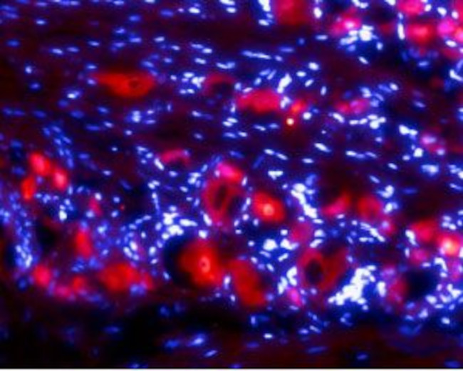 Ret (extracellular) Antibody in Immunohistochemistry (Frozen) (IHC (F))