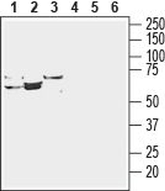 ENT3 (SLC29A3) Antibody in Western Blot (WB)