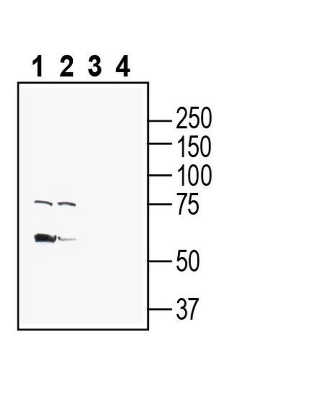PMAT (SLC29A4) Antibody in Western Blot (WB)