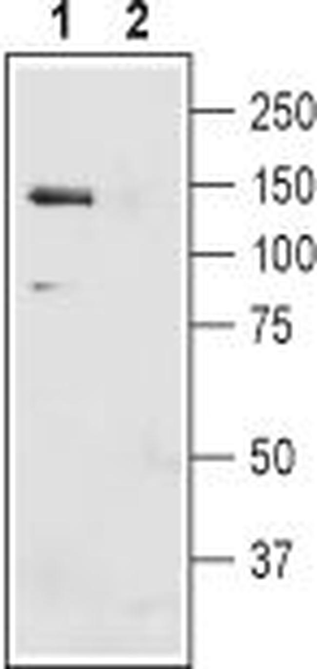 SLC4A4 (NBC1) (extracellular) Antibody in Western Blot (WB)