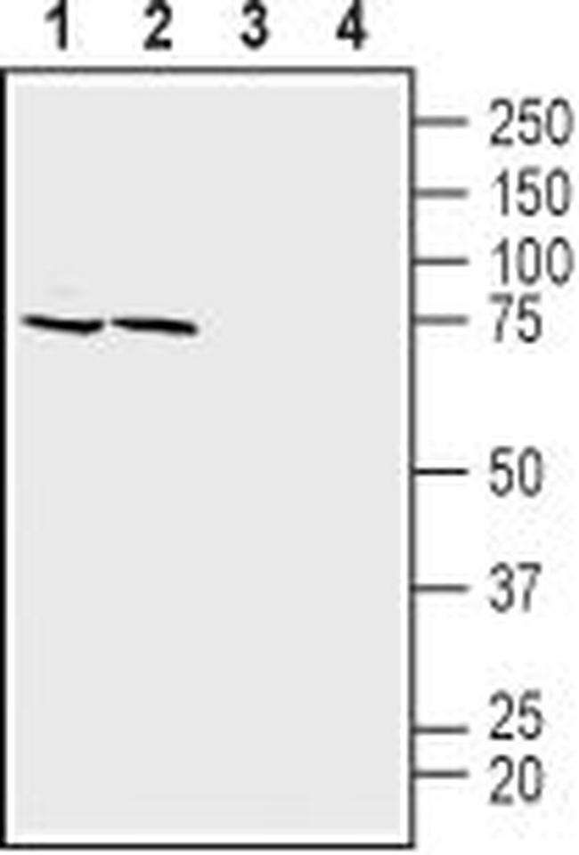 ASCT1 (SLC1A4) Antibody in Western Blot (WB)