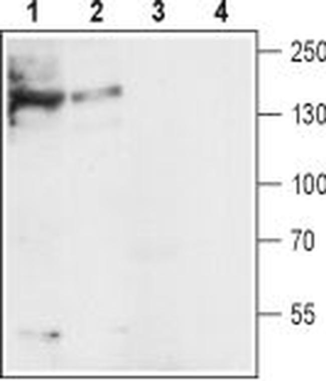 NCX1 (SLC8A1) Antibody in Western Blot (WB)