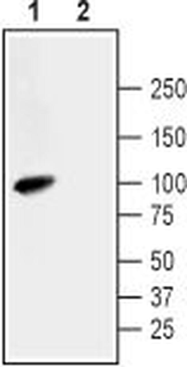 Na+/H+ Exchanger 3 (NHE-3) Antibody in Western Blot (WB)